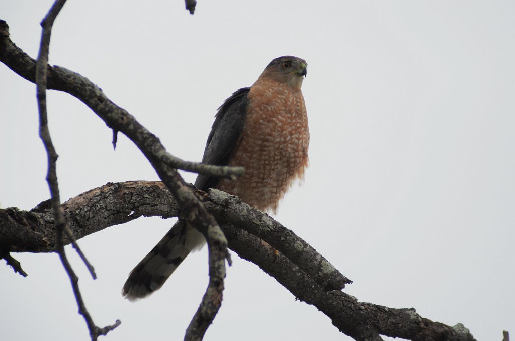 Hawk, Cooper's, 2013-01013948 Bentsen Rio Grande State Park, TX.JPG - Cooper's Hawk. Bentsen Rio Grande StatePark, TX, 2013-01-01